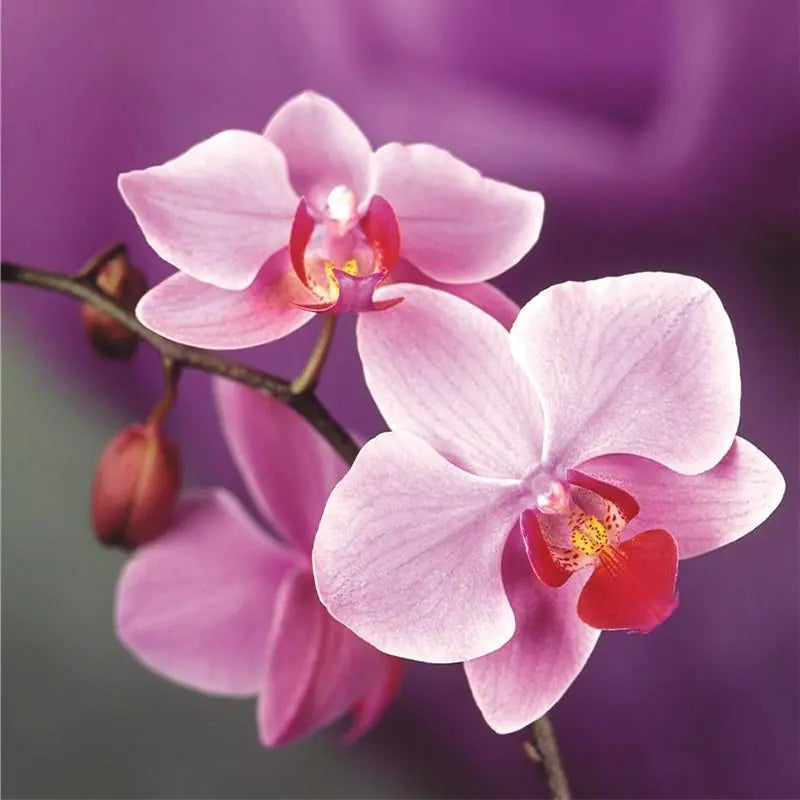 Flower Diamond Painting - Orchid Diamond Art